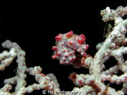 One of the cutest Bargibanti Pygmy Seahorses I have ever ... by Ms Photography 